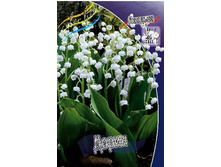 376_Convallaria Doreen 96,5 �. �� 5 ��.jpg