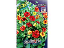377_Potentilla Arc En Ciel 211,9 �. �� 3 ��.jpg