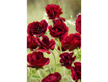 379_Potentilla Flambeau 190�. �� 3 ��.jpg