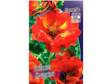 380_Potentilla Gibson Scarlett 164,5�. �� 3 ��.jpg