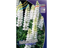 401_Lupinus Noblemaiden 113,5 �. �� 5 ��.jpg