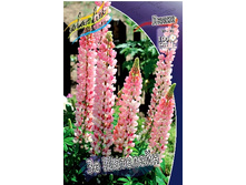 402_Lupinus The Chatelaine 113,5 �. �� 5 ��.jpg