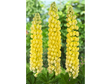 405_Lupinus West Country Desert Sun NEW 390,4 �. �� 2 ��.jpg