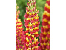 406_Lupinus West Country Gladiator NEW 390,4 �. �� 2 ��.jpg