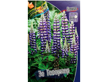 403_Lupinus The Governor 113,5 �. �� 5 ��.jpg
