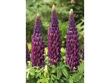 408_Lupinus West Country Masterpiece NEW 390,4 �. �� 2 ��.jpg