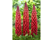 410_Lupinus West Country Towering Inferno NEW 390,4 �. �� 2 ��.jpg