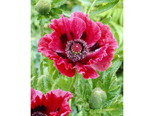 412_Papaver Brooklyn 215,5 �. �� 2 ��.jpg