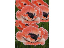 413_Papaver Carnival 164,5 �. �� 2 ��.jpg