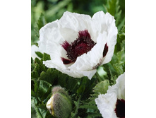 414_Papaver Casino NEW 232,5 �. �� 2 ��.jpg