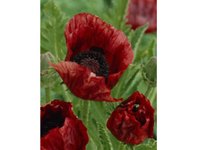 415_Papaver Chocolate Distinction 208,2 �. �� 2 ��.jpg