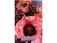 416_Papaver Double Pleasure 232,5 �. �� 2 ��.jpg