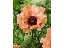417_Papaver Effendi 198,5 �. �� 2 ��.jpg