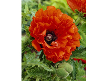 418_Papaver Eye Catcher 164,5 �. �� 2 ��.jpg