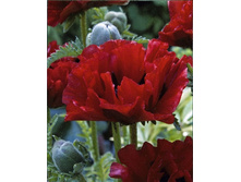 424_Papaver King Kong NEW 232,5 �. �� 2 ��.jpg