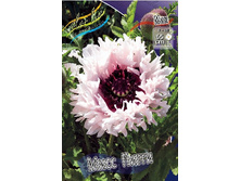 425_Papaver Miss Piggy 232,5 �. �� 2 ��.jpg