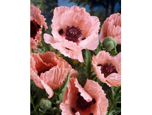 426_Papaver Mrs. Perry NEW 164,5 �. �� 2 ��.jpg