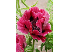 422_Papaver Harlem NEW 181,5 �. �� 2 ��.jpg