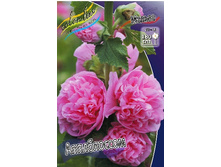 437_Alcaea Appleblossom 241�. �� 3 ��.jpg