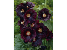 442_Alcaea Nigra 62,5 �. �� 3 ��.jpg