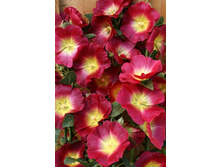 444_Alcea Halo Red NEW 241�. �� 3 ��.jpg