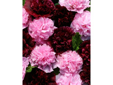 445_Alcea Very Berry NEW 164,5 �. �� 2 ��.jpg