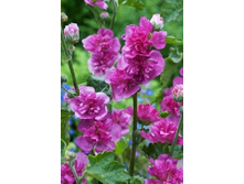448_Malva Poetry 1 NEW 266,5 �. �� 2 ��.jpg