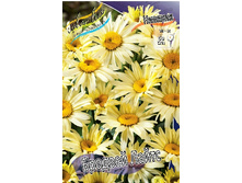 479_Leucanthemum Broadway Lights 339,4 �. �� 3 ��.jpg