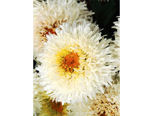 480_Leucanthemum Engelina 357,6�. �� 3 ��.jpg