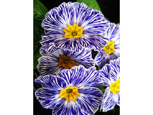 539_Primula Blue Zebra NEW 205,8�. �� 2 ��.jpg