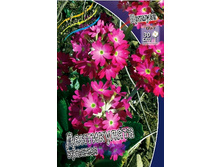 541_Primula Denticulata Red 139 �. �� 3 ��.jpg