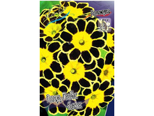 548_Primula Gold Lace Black 302,2 �. �� 3 ��..jpg