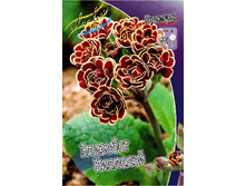545_Primula Elizabeth Killelay  303�. �� 2 ��..jpg