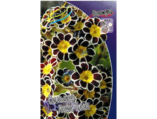 551_Primula Silver Lace Black  302,2 �. �� 3 ��..jpg