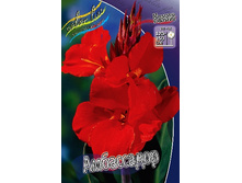 Canna (brown) Ambassador 103,3 �. �� 2 ��.jpg
