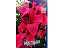 Canna (brown) Aphrodite 103,3 �. �� 2 ��.jpg
