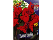Canna (brown) Black Night 103,3 �. �� 2 ��.jpg