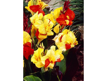 Canna (brown) Cleopatra 103,3 �. �� 2 ��.jpg