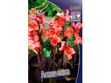 Canna (brown) Angelique 103,3 �. �� 2 ��.jpg