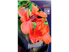 Canna (brown) Delibab 103,3 �. �� 2 ��.jpg