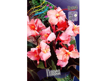 Canna (brown) Gnom 103,3 �. �� 2 ��.jpg