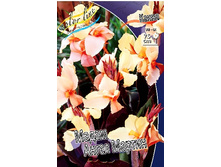 Canna (brown) Madame Angel Martin 103,3 �. �� 2 ��.jpg