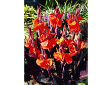Canna (brown) Red King Humbert 103,3 �. �� 2 ��.jpg