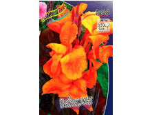 Canna (brown) Wyoming 103,3 �. �� 2 ��.jpg