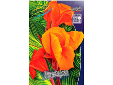 Canna (decor) Pretoria 242,2�. �� 2 ��.jpg