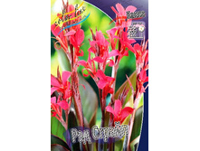 Canna (decor) Red Stripe 303�. �� 2 ��.jpg