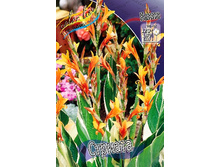 Canna (decor) Striata 130,5 �. �� 2 ��.jpg