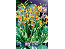 Canna (decor) Stuttgart 303�. �� 2 ��.jpg