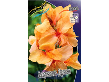 Canna (green) Apricot Dream 103,3 �. �� 2 ��.jpg