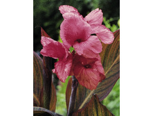 Canna (decor) Sunburst Pink 120,8�. �� 2 ��.jpg